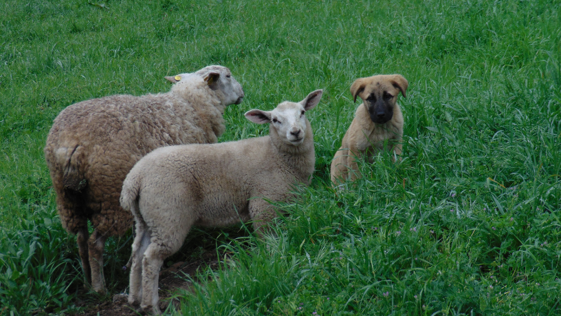 La sucesión en el agronegocio puede ser más segura con herramientas legales, según Christian Zini Amorim.