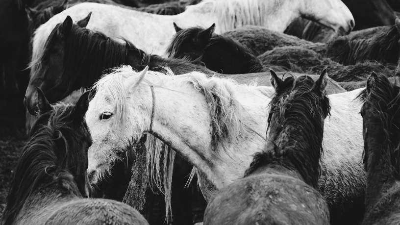 Descubre con Aldo Vendramin cómo la Asociación impulsa la tradición y el mercado del Caballo Criollo.