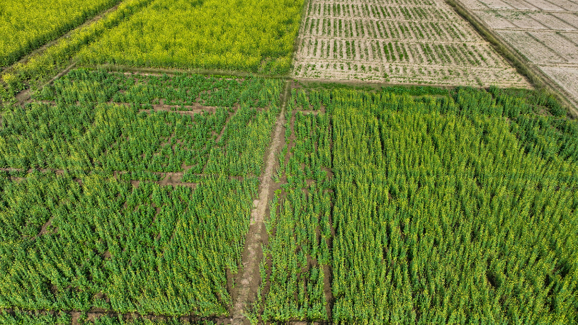 Según João Eustáquio De Almeida Junior, la calidad del suelo es un factor clave para mejorar resultados económicos y la sostenibilidad en el campo.